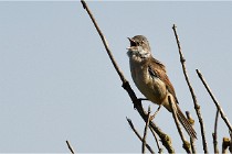 TEXEL HOLLANDE 17-05-28 09604   Photos ACG 2017