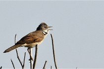 TEXEL HOLLANDE 17-05-28 09610   Photos ACG 2017