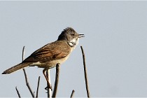 TEXEL HOLLANDE 17-05-28 09611   Photos ACG 2017