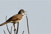 TEXEL HOLLANDE 17-05-28 09612   Photos ACG 2017