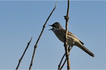 TEXEL HOLLANDE 17-05-28 09618   Photos ACG 2017