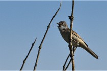 TEXEL HOLLANDE 17-05-28 09628   Photos ACG 2017
