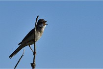 TEXEL HOLLANDE 17-05-28 09636   Photos ACG 2017