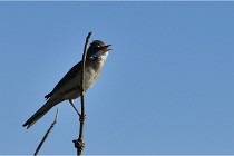 TEXEL HOLLANDE 17-05-28 09637   Photos ACG 2017