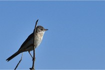 TEXEL HOLLANDE 17-05-28 09643   Photos ACG 2017