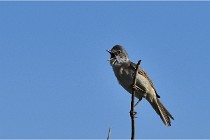 TEXEL HOLLANDE 17-05-28 09655   Photos ACG 2017