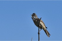 TEXEL HOLLANDE 17-05-28 09656   Photos ACG 2017