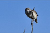 TEXEL HOLLANDE 17-05-28 09660   Photos ACG 2017