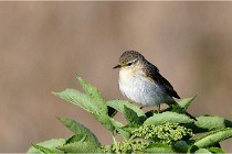 TEXEL HOLLANDE 17-05-28 09667   Photos ACG 2017