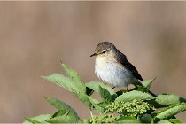 TEXEL HOLLANDE 17-05-28 09668   Photos ACG 2017