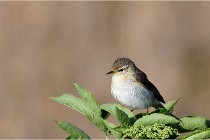 TEXEL HOLLANDE 17-05-28 09669   Photos ACG 2017