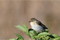 TEXEL HOLLANDE 17-05-28 09670   Photos ACG 2017
