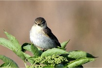 TEXEL HOLLANDE 17-05-28 09672   Photos ACG 2017