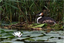 TEXEL HOLLANDE 17-05-30 04425    Photos ACG 2017