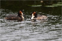 TEXEL HOLLANDE 17-05-30 04554   Photos ACG 2017