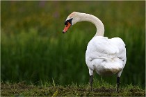 TEXEL HOLLANDE 17-05-30 04611   Photos ACG 2017
