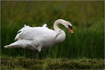 TEXEL HOLLANDE 17-05-30 04622   Photos ACG 2017