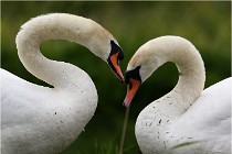 TEXEL HOLLANDE 17-05-30 04625   Photos ACG 2017