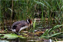 TEXEL HOLLANDE 17-05-30 04632   Photos ACG 2017