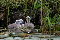 TEXEL HOLLANDE 17-05-30 04653   Photos ACG 2017