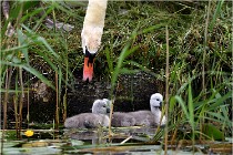 TEXEL HOLLANDE 17-05-30 04660   Photos ACG 2017