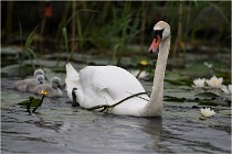 TEXEL HOLLANDE 17-05-30 04670   Photos ACG 2017