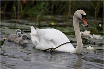 TEXEL HOLLANDE 17-05-30 04673   Photos ACG 2017