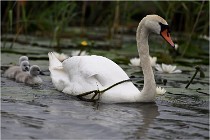 TEXEL HOLLANDE 17-05-30 04676   Photos ACG 2017