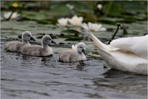 TEXEL HOLLANDE 17-05-30 04680   Photos ACG 2017
