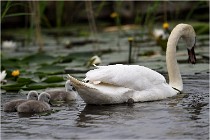 TEXEL HOLLANDE 17-05-30 04687   Photos ACG 2017