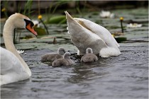 TEXEL HOLLANDE 17-05-30 04691   Photos ACG 2017