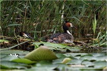TEXEL HOLLANDE 17-05-30 04712   Photos ACG 2017
