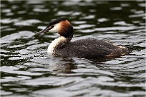 TEXEL HOLLANDE 17-05-30 04721   Photos ACG 2017