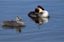 TEXEL HOLLANDE 17-05-30 04951   Photos ACG 2017