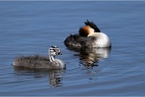 TEXEL HOLLANDE 17-05-30 04953   Photos ACG 2017