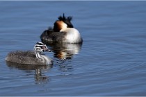 TEXEL HOLLANDE 17-05-30 04963   Photos ACG 2017