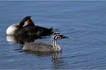 TEXEL HOLLANDE 17-05-30 04972   Photos ACG 2017