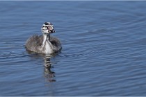 TEXEL HOLLANDE 17-05-30 04977   Photos ACG 2017