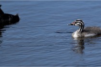 TEXEL HOLLANDE 17-05-30 04979   Photos ACG 2017