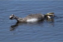 TEXEL HOLLANDE 17-05-30 04989   Photos ACG 2017