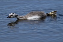 TEXEL HOLLANDE 17-05-30 04994   Photos ACG 2017