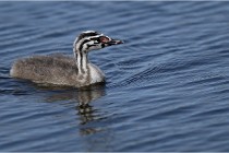 TEXEL HOLLANDE 17-05-30 05008   Photos ACG 2017