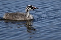 TEXEL HOLLANDE 17-05-30 05012   Photos ACG 2017