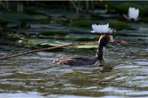 TEXEL HOLLANDE 17-05-30 05117   Photos ACG 2017