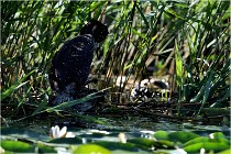 TEXEL HOLLANDE 17-05-30 05172   Photos ACG 2017