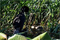TEXEL HOLLANDE 17-05-30 05189   Photos ACG 2017