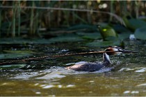TEXEL HOLLANDE 17-05-30 05265   Photos ACG 2017