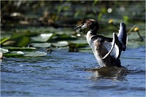 TEXEL HOLLANDE 17-05-30 05287   Photos ACG 2017