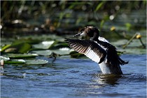 TEXEL HOLLANDE 17-05-30 05288   Photos ACG 2017