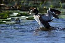 TEXEL HOLLANDE 17-05-30 05290   Photos ACG 2017